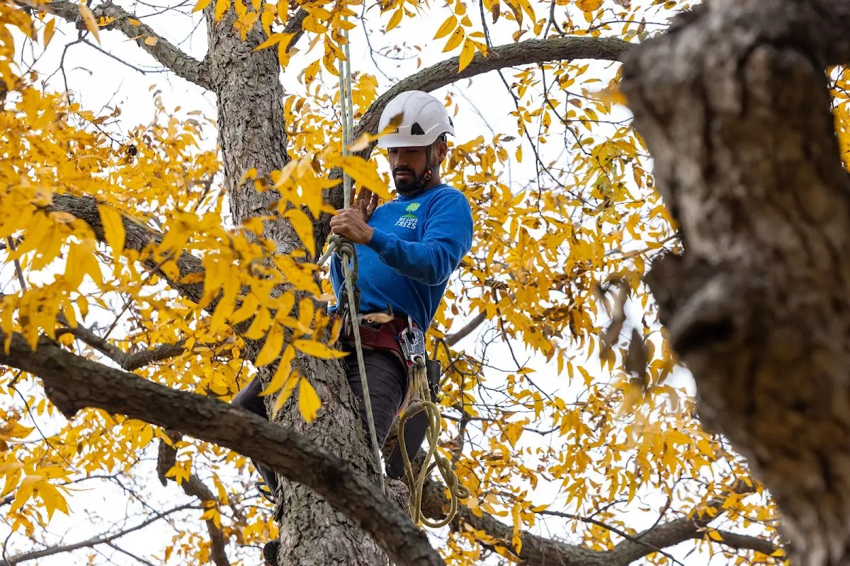 Skilled Tree Pruning crew working in Swiftwater