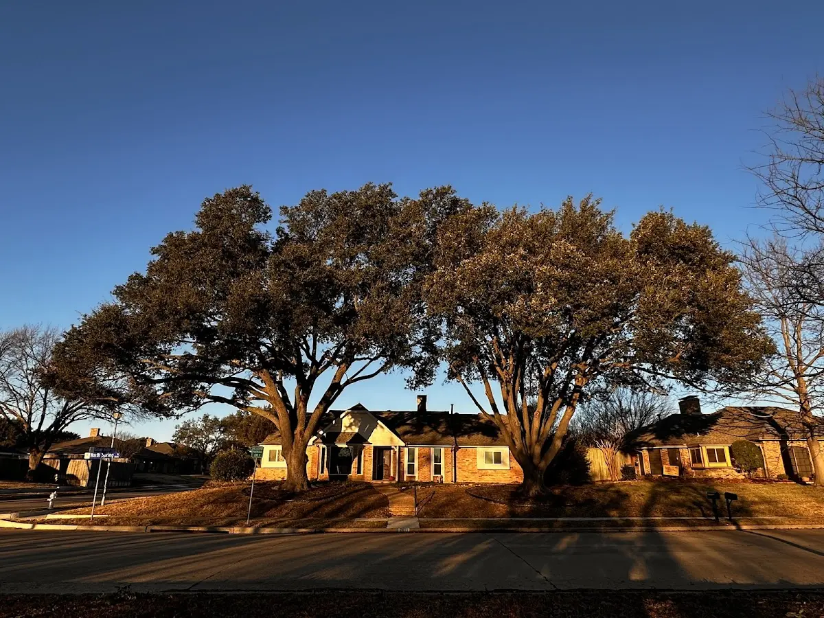 Established residential canopy tree shading a home in Swiftwater